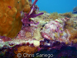 Can you see me?
A Scorpionfish resting in mid day... and... by Chris Sariego 